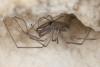 Ischyropsalis pyrenaea